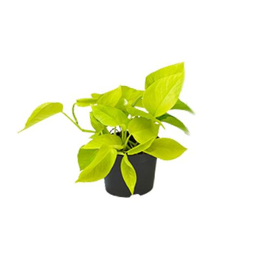 Epipremnum Golden Pothos – pflegeleichte Zimmerpflanze Ø12 cm