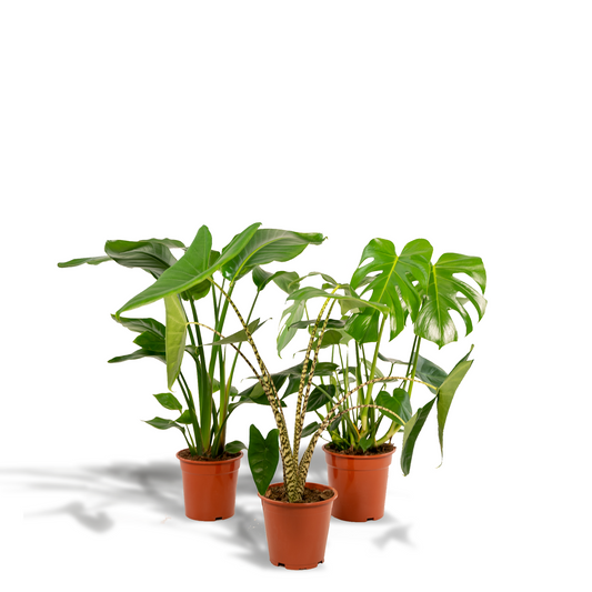 Exklusives Zimmerpflanzen-Set: Monstera, Alocasia & Strelitzia