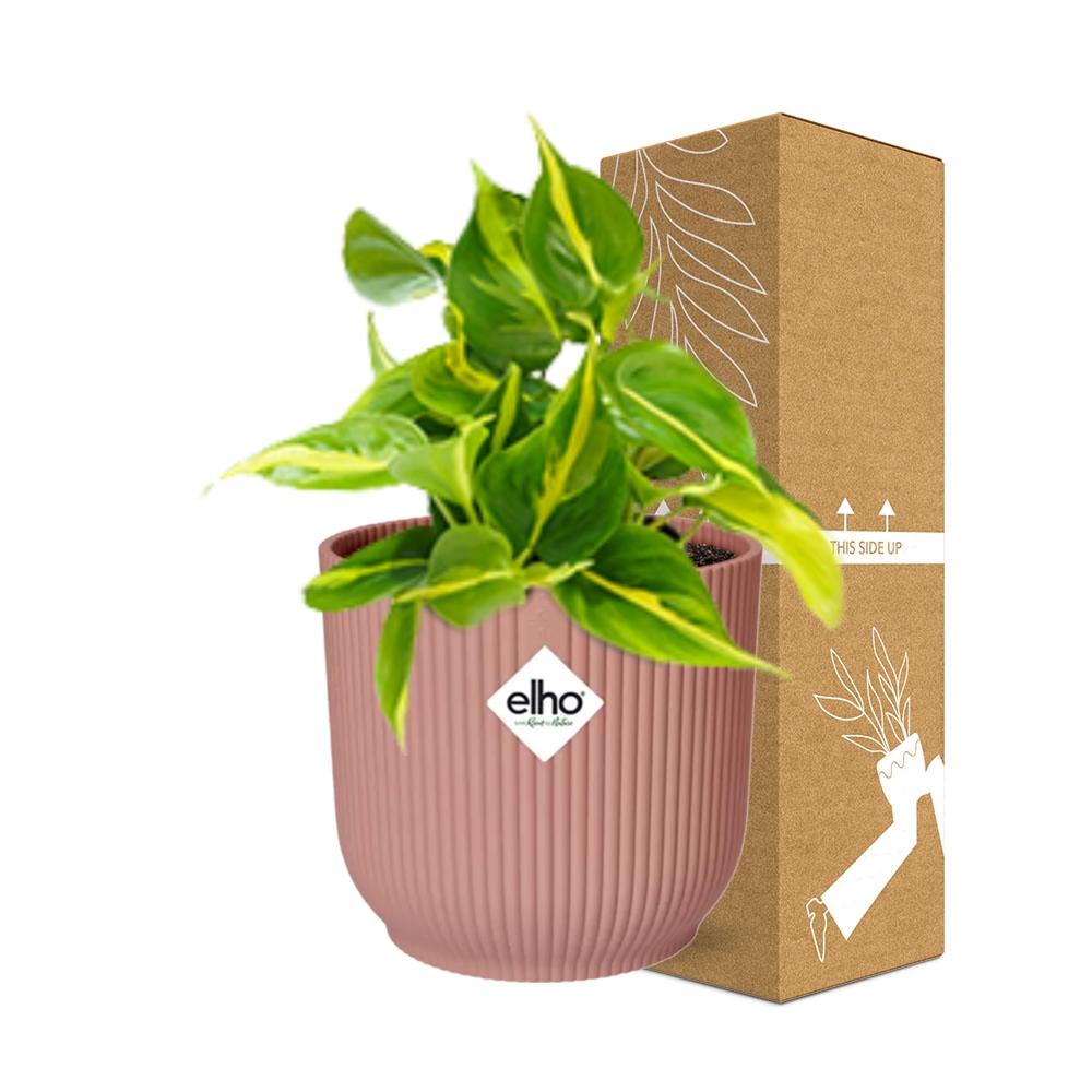 Philodendron Scandens ‘Brasil’ im ELHO Vibes Fold 14cm Topf rosa