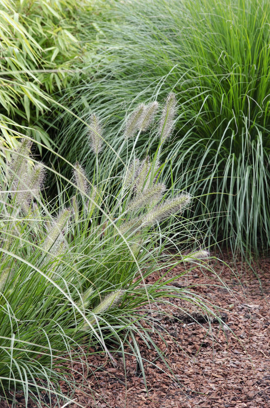 Pennisetum alopecuroides 'Hameln' – Pflegeleichtes Lampenputzergras
