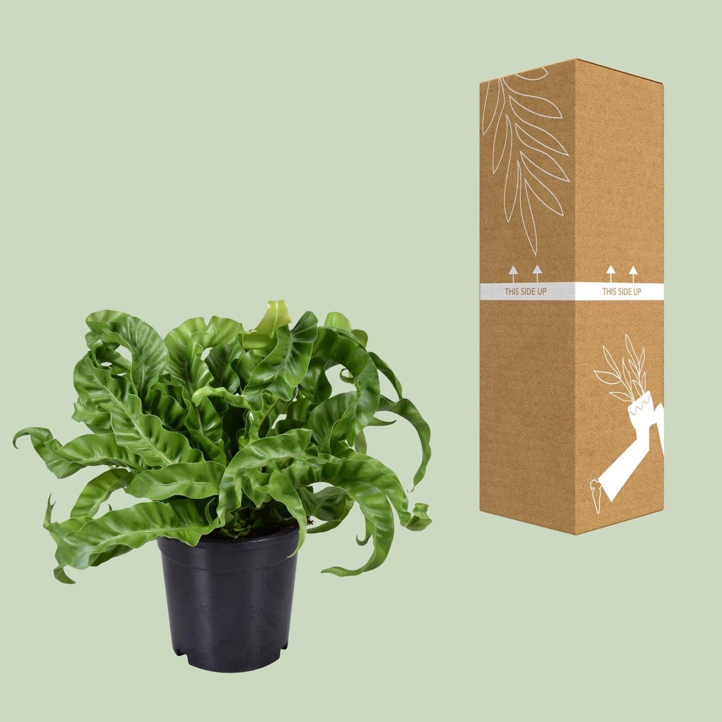 Asplenium Antiquum – Eleganter Milzfarn Ø17cm, Höhe 40cm
