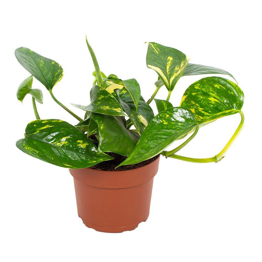 Goldener Efeutute (Epipremnum) 12cm - Pflegeleicht & Luftreinigend