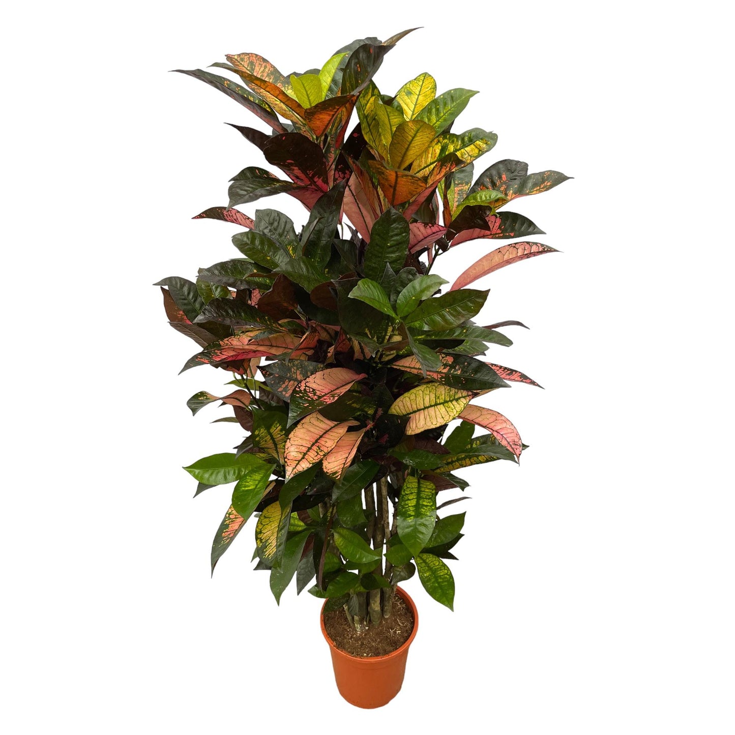 Codiaeum Iceton vertakt – Farbenfroher Croton 120 cm