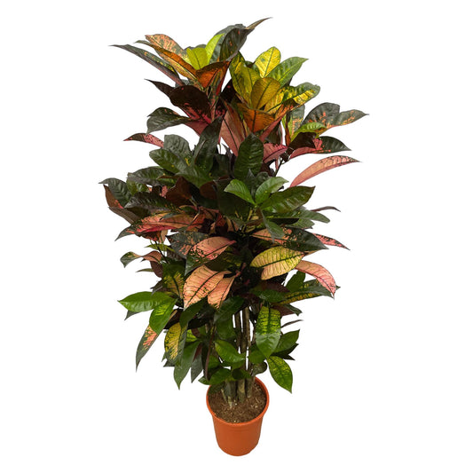 Codiaeum Iceton vertakt – Farbenfroher Croton 120 cm