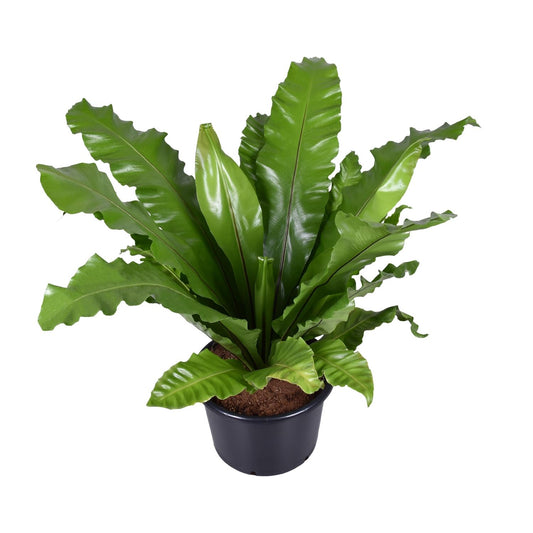 Asplenium Nidus – Nestfarn Ø37cm, Höhe 85cm