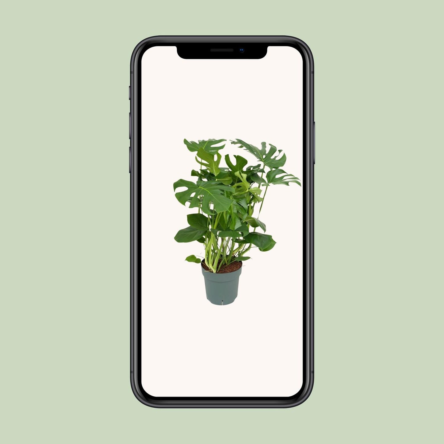 Monstera Deliciosa – Stilvolle & Pflegeleichte Zimmerpflanze Ø30cm