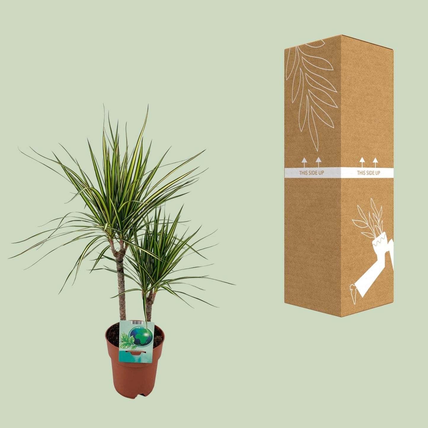 Dracaena Marginata Bicolor – Pflegeleichter Drachenbaum Ø19cm