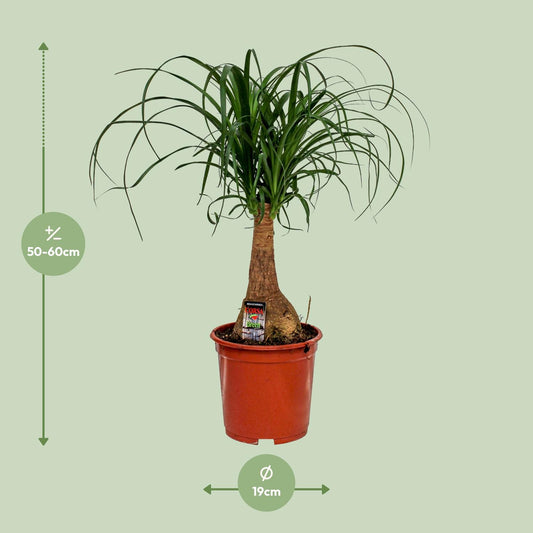 Beaucarnea Nolina Elefantenfuß Ø19cm, Höhe 60cm