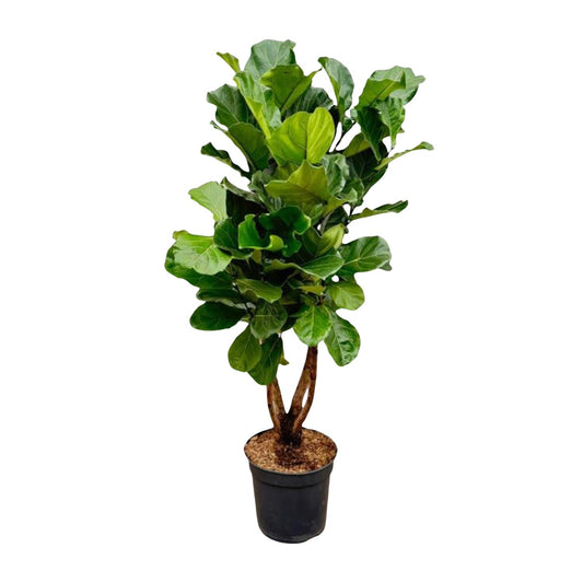 Ficus Lyrata vertakt XL – Geigenfeige 200 cm