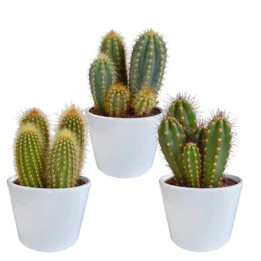 Cereus-Mischung 3er Set im weißen Topf 10,5 cm