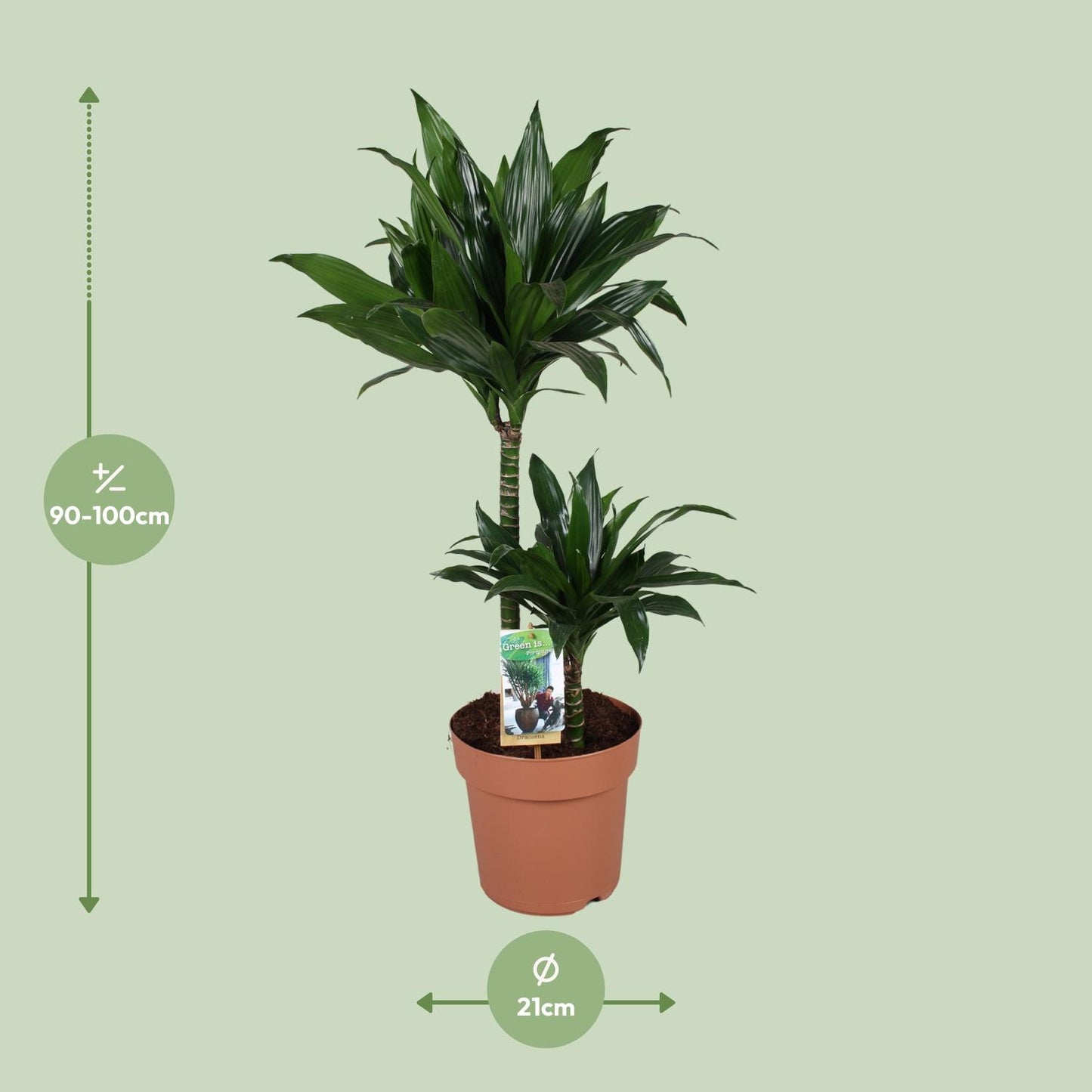 Dracaena Green Jewel – pflegeleichter Drachenbaum Ø21cm, 100cm hoch