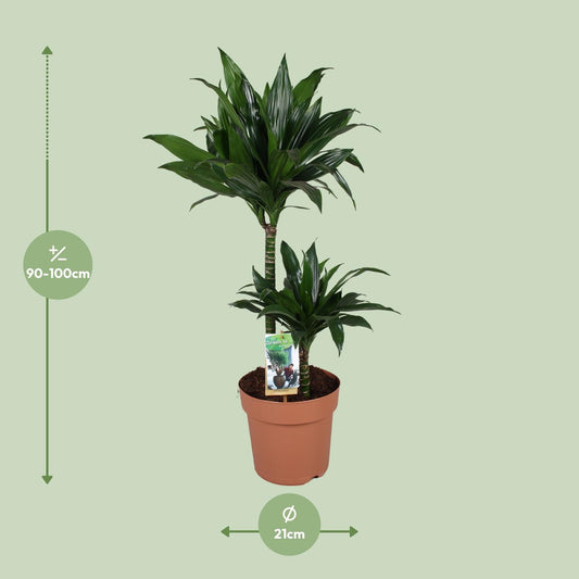 Dracaena Green Jewel – pflegeleichter Drachenbaum Ø21cm, 100cm hoch