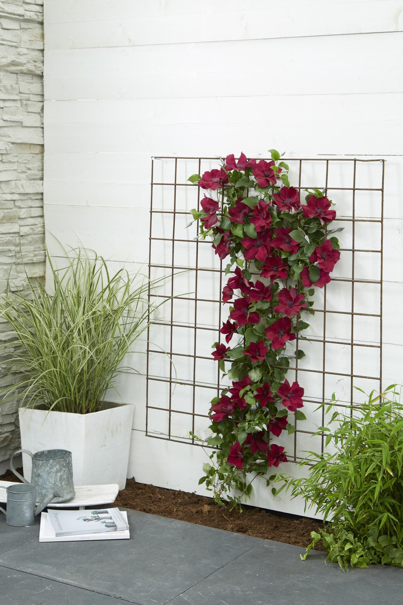 Clematis Nubia – Rote Blütenpracht für Sommer und Herbst
