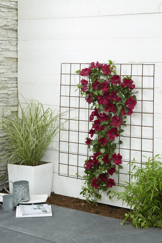 Clematis Nubia – Rote Blütenpracht für Sommer und Herbst