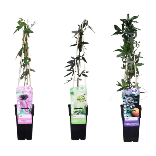 3er-Set Passiflora Mix – ca. 65 cm, Ø 15 cm