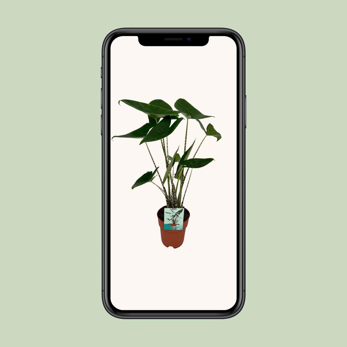 Alocasia Zebrina – Elefantenohr – Ø19cm – 75cm Höhe