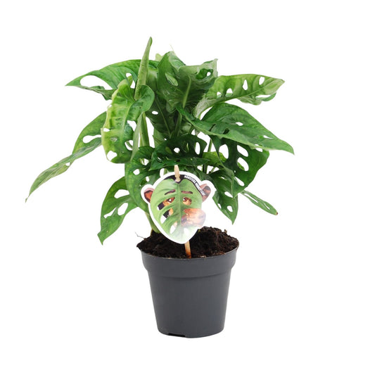 Monstera Monkey Leaf – Pflegeleichte Trendpflanze Ø12cm
