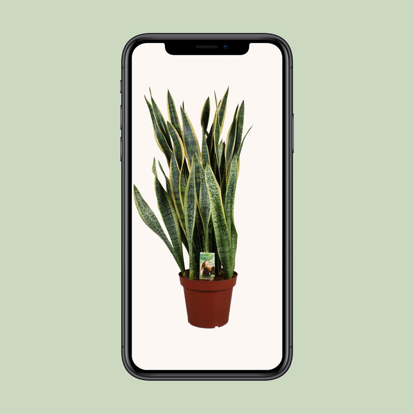 Sansevieria Laurentii – Pflegenleichter Bogenhanf Ø27cm, 100cm hoch