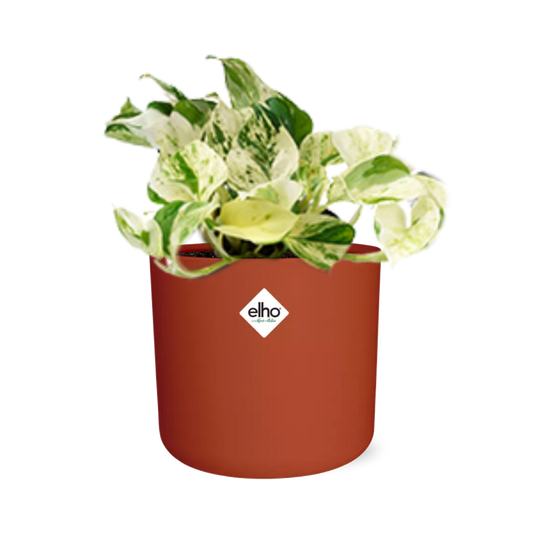 Epipremnum Pinnatum Happy Leaf in ELHO b.for soft Rond 14cm Brique