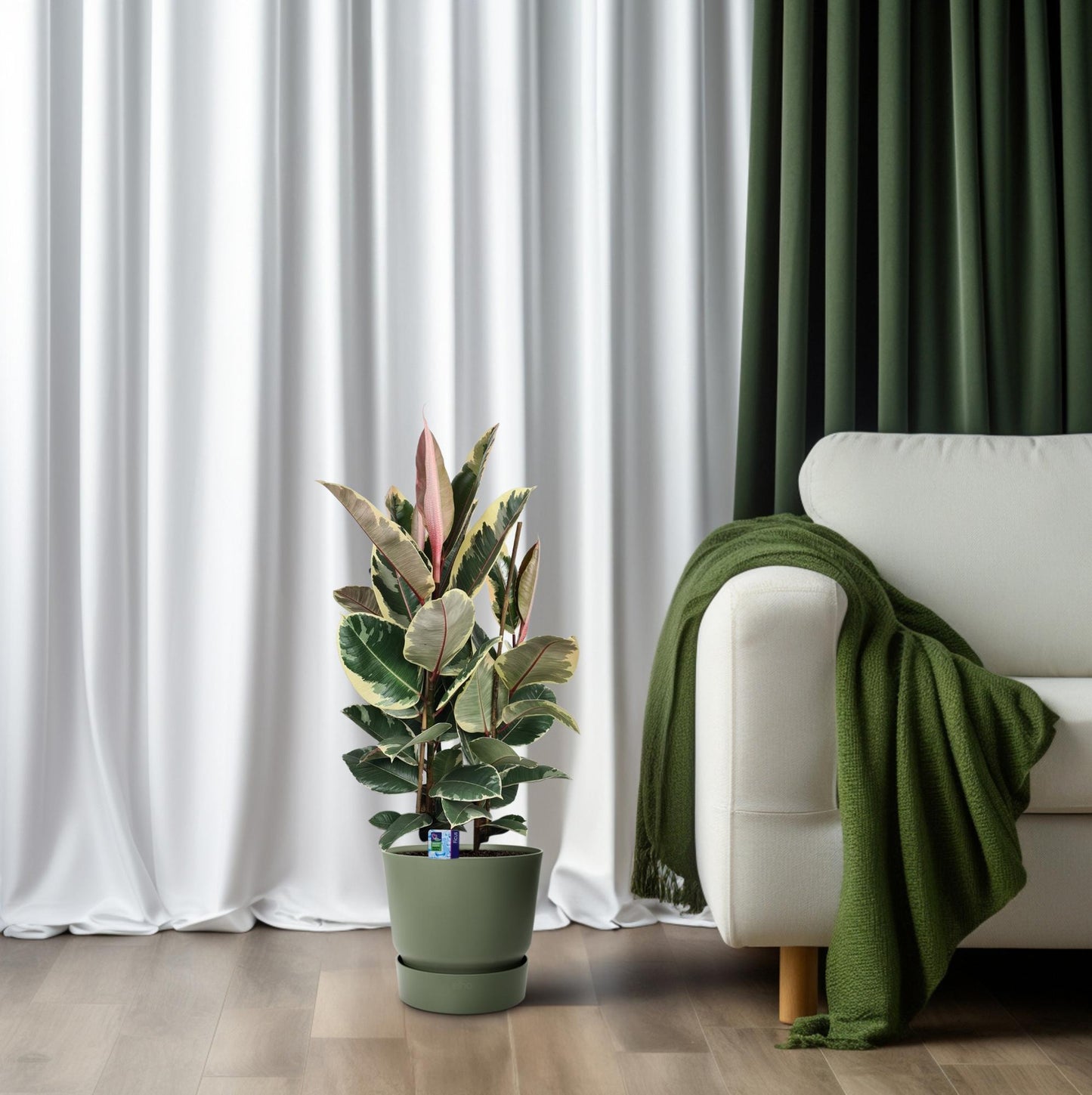 Ficus Elastica Tineke – Pflegeleichte, stilvolle Zimmerpflanze Ø27cm