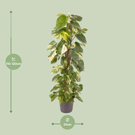 Epipremnum Pinnatum – Goldene Efeutute Ø24cm, 120cm hoch
