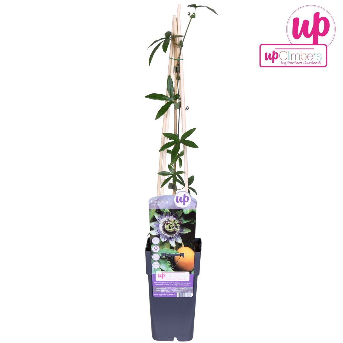 Passiflora Blau caerulea – Kletterpflanze Ø15cm, 65cm Höhe