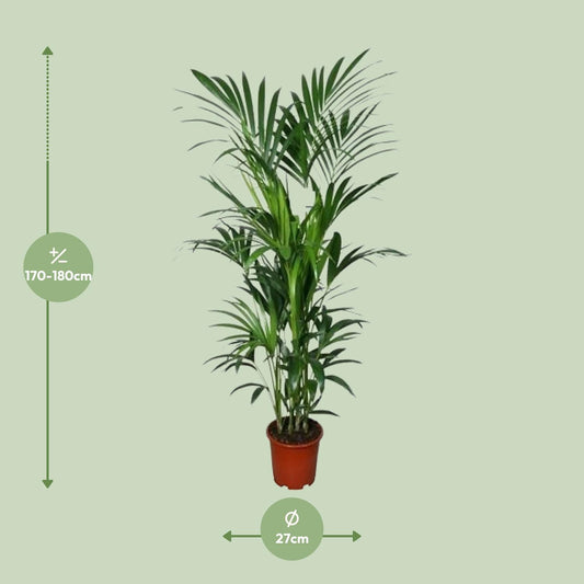 Kentia-Palme Howea – Ø27cm Topf, ca. 180cm hoch
