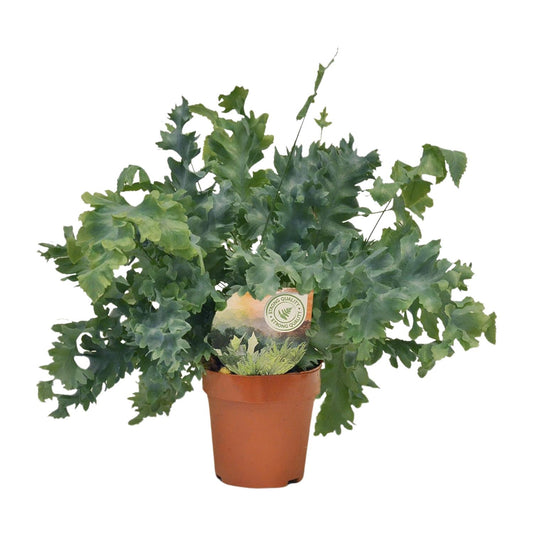 Phlebodium Davana – Goldener Brauner Wurmfarn Ø12cm