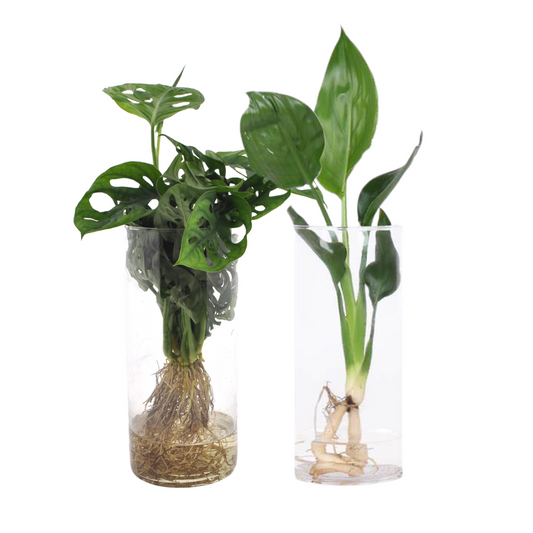 Cylinder Glas Duo mit Monstera & Strelitzia – 2er Set Ø12cm