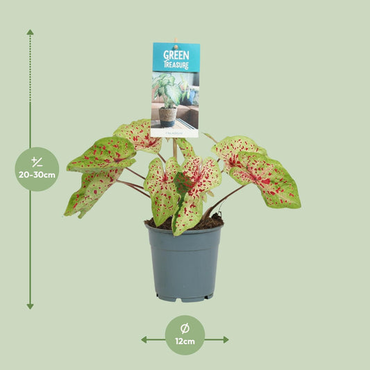 Caladium Miss Muffet – Pflegeleichter Engel Flügel Ø12cm