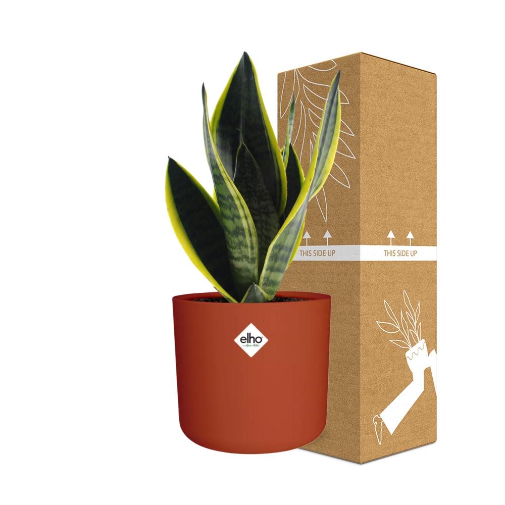 Sansevieria Futura Superba im ELHO b.for soft Rond 14cm Brique