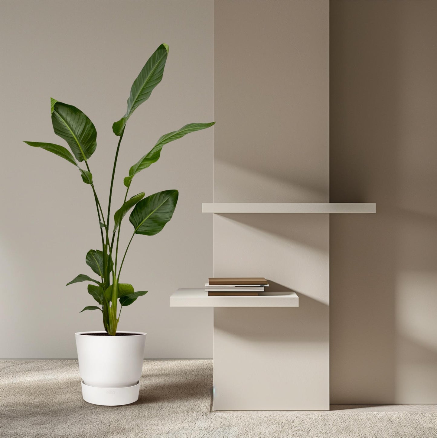 2x Strelitzia Nicolai XXL – Exotische Zimmerpflanze 130 cm