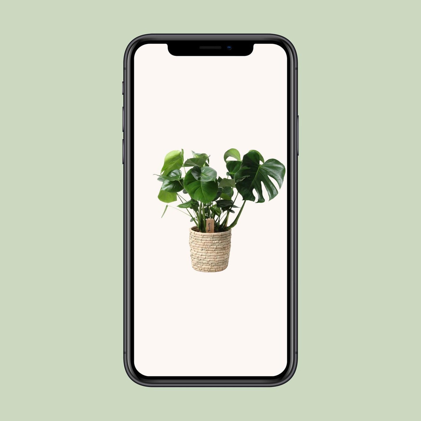 Monstera In Basket Palmleaf – Ø21cm, Höhe 60cm