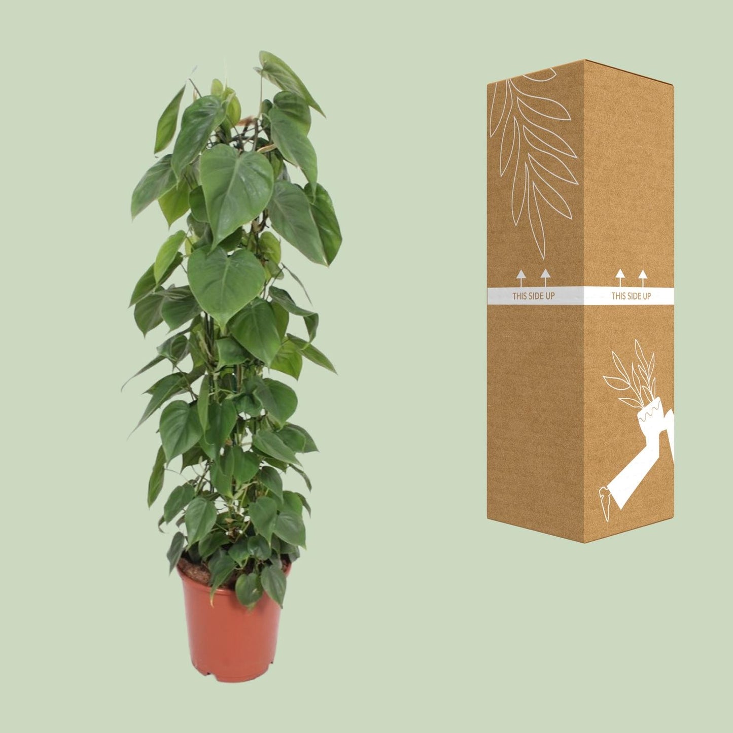 Philodendron Scandens – Pflegeleichte Kletterpflanze Ø24cm