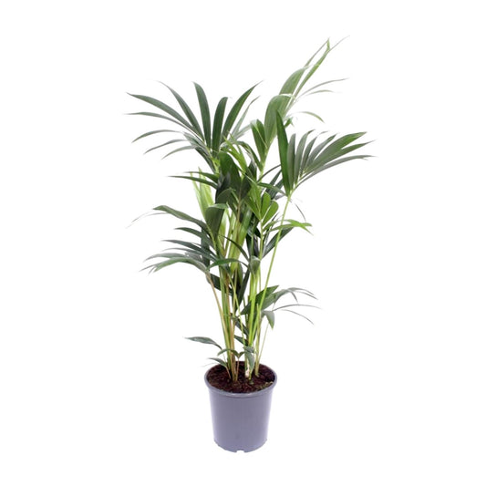 Howea Forsteriana (Kentia-Palme) Ø21cm, Höhe 120cm