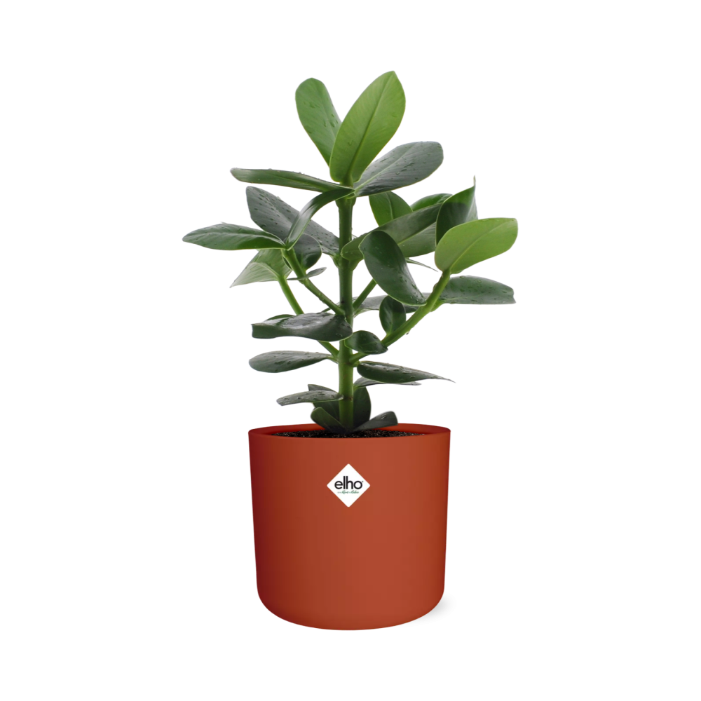Clusia Princess im ELHO b.for soft rond 14cm brique