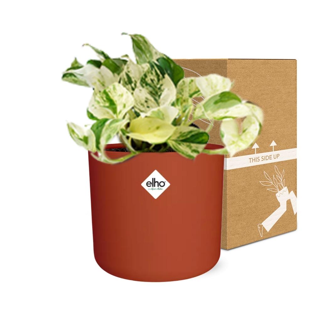 Epipremnum Pinnatum Happy Leaf in ELHO b.for soft Rond 14cm Brique