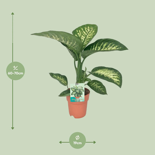 Dieffenbachia Seguine Tropic Snow – Pflegeleichte Zimmerpflanze Ø19cm