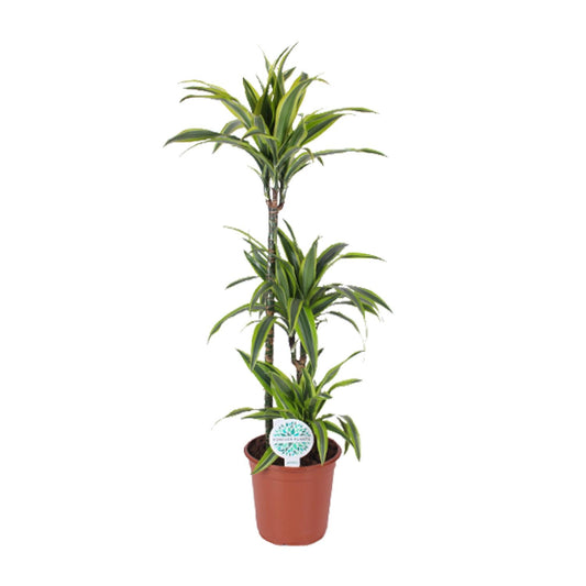 Dracaena Lemon Lime – Pflegeleichter Drachenbaum Ø24cm