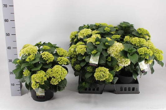 Endlose Hortensie (Hydrangea macrophylla) Ø23cm, 40cm hoch