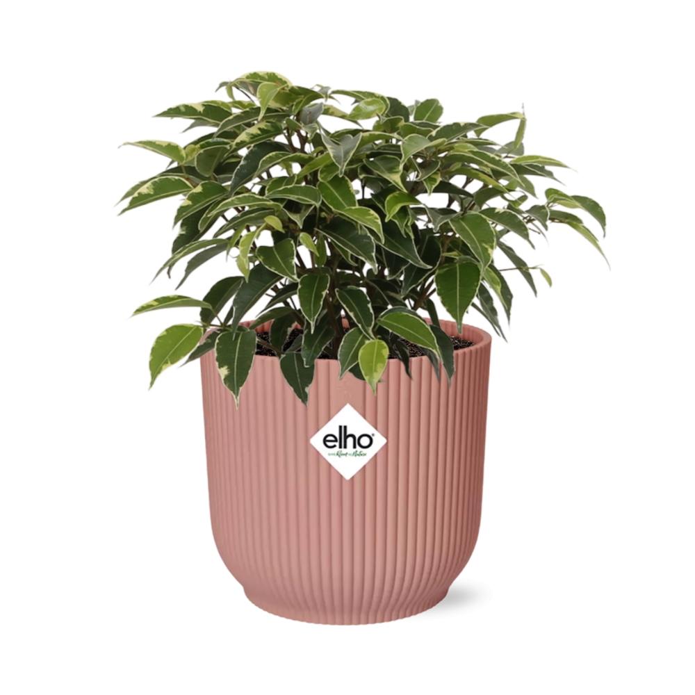 Ficus Benjamina Kinky im ELHO Vibes Fold 14cm Topf rosa