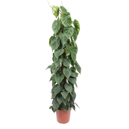 Philodendron Scandens mosstok – Pflegeleichte XXL Zimmerpflanze