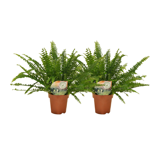 Nephrolepis krulvaren - 2er Set, ø12 cm, ca. 30 cm hoch