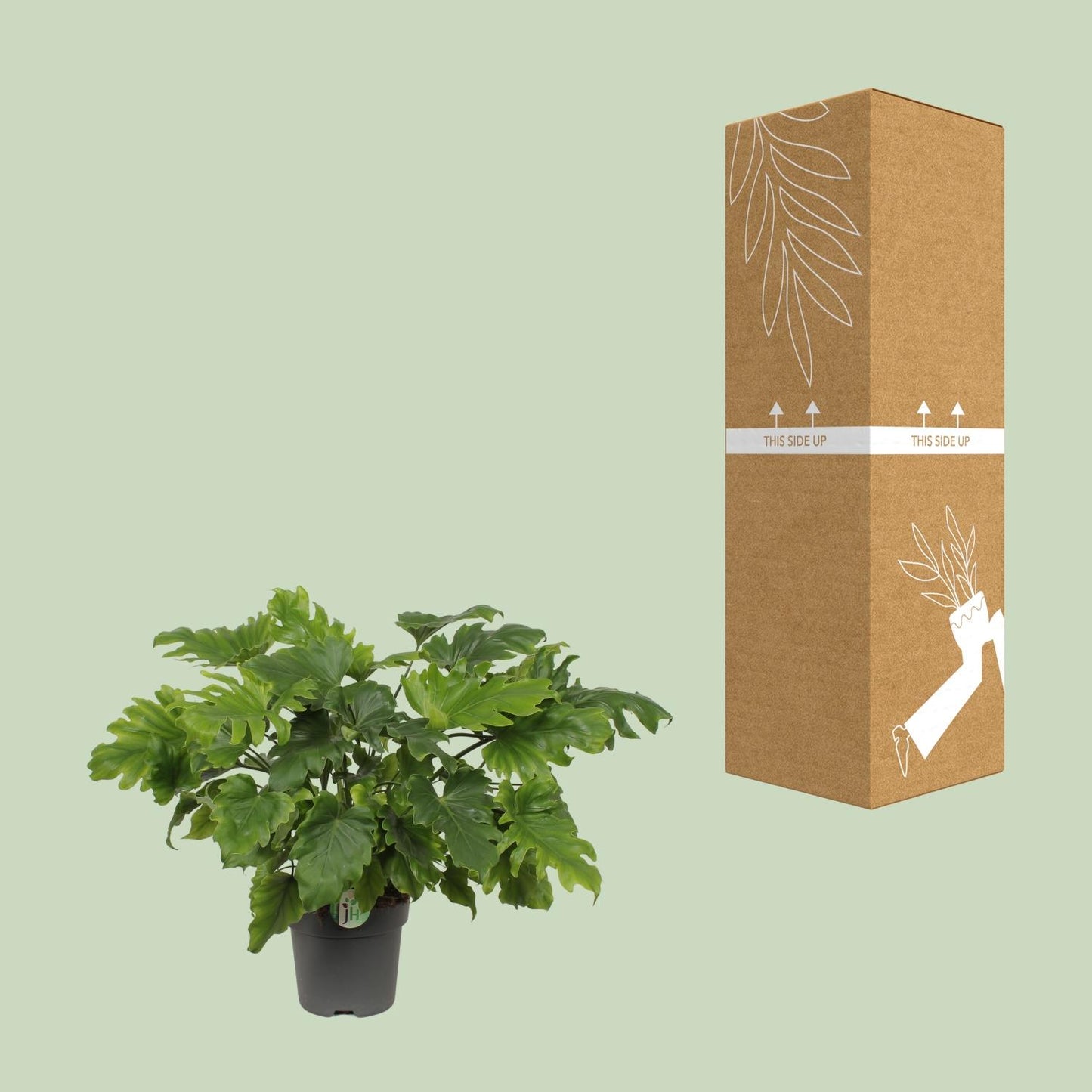 Philodendron Xanadu – Pflegeleichte Zimmerpflanze Ø21cm
