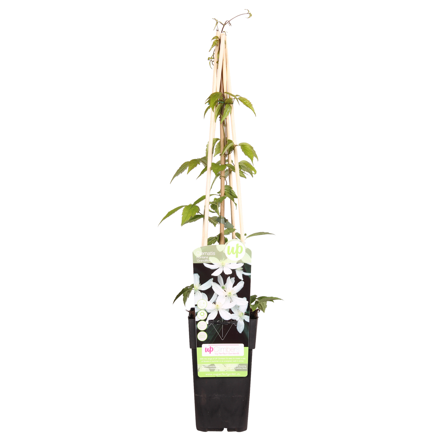 Clematis Montana 'Grandiflora' – Duftende Kletterpflanze Ø15cm