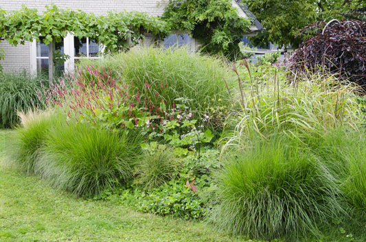 Miscanthus sinensis Ferner Osten – Dekoratives Ziergras Ø19cm