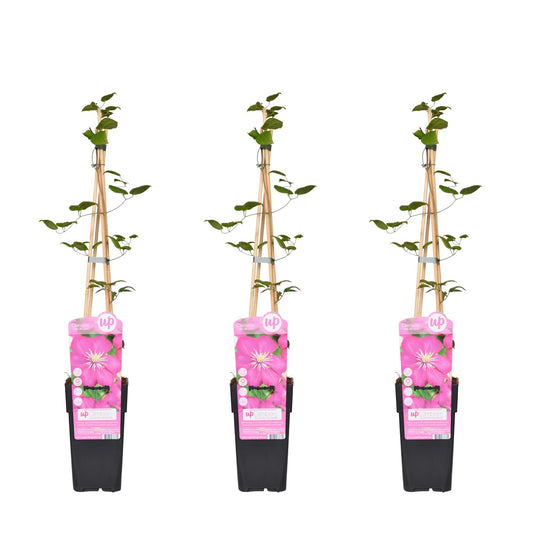 3x Clematis Ville de Lyon – XXL Kletterpflanze Ø15cm