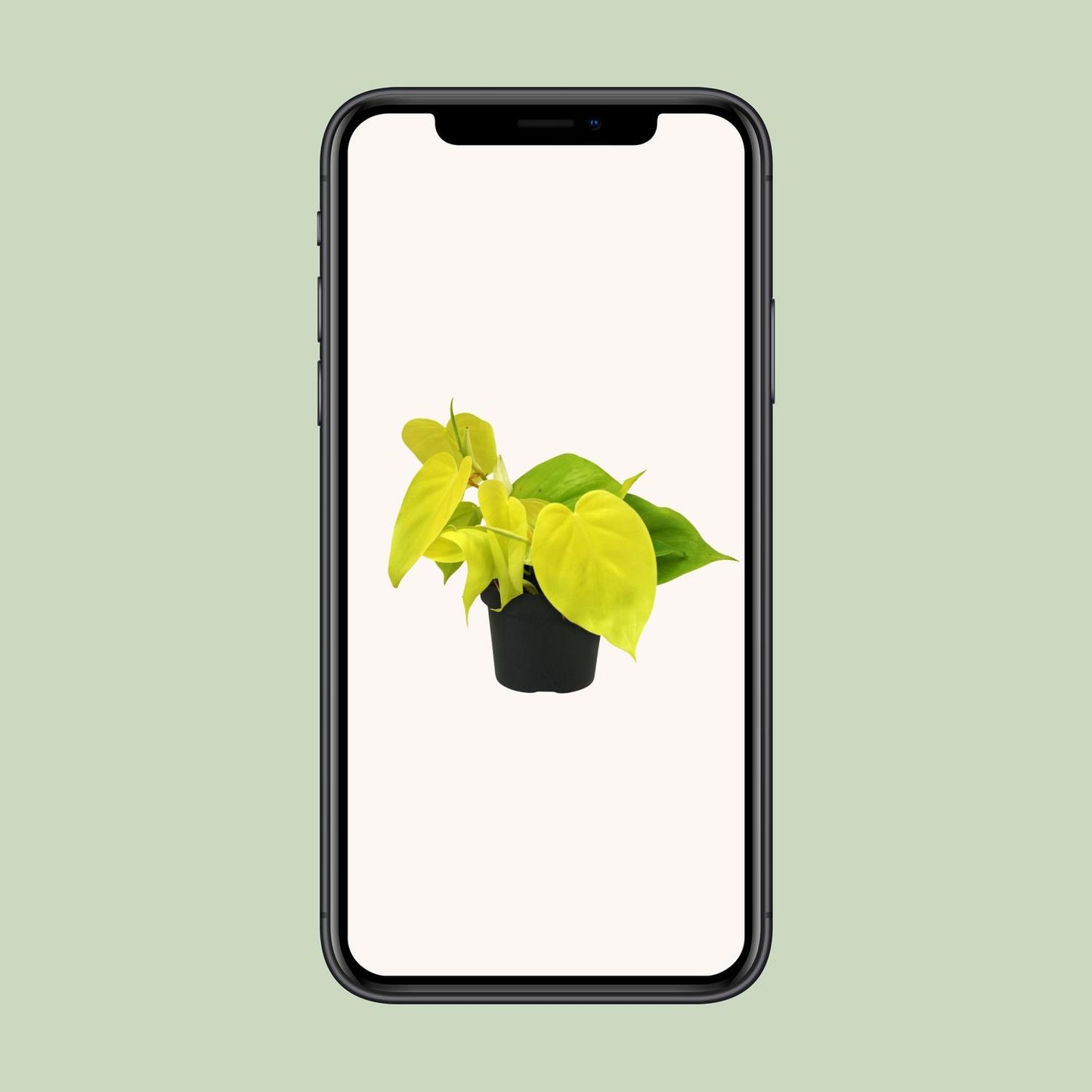 Philodendron Lime – Pflegeleichte & elegante Zimmerpflanze Ø12cm