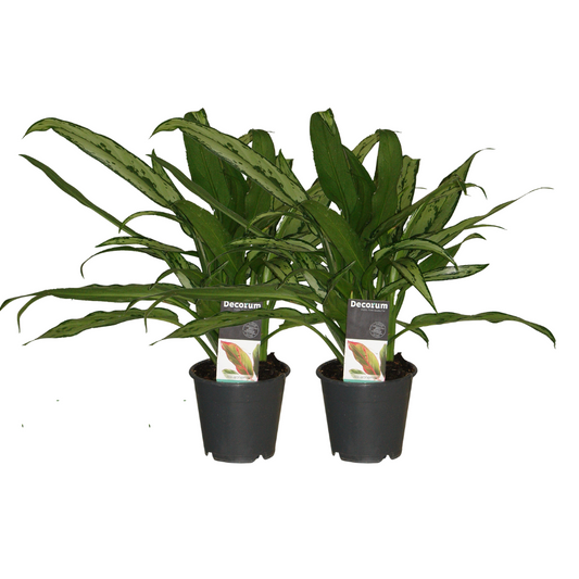 Aglaonema Cutlass im 2er-Set – pflegeleicht & stilvoll