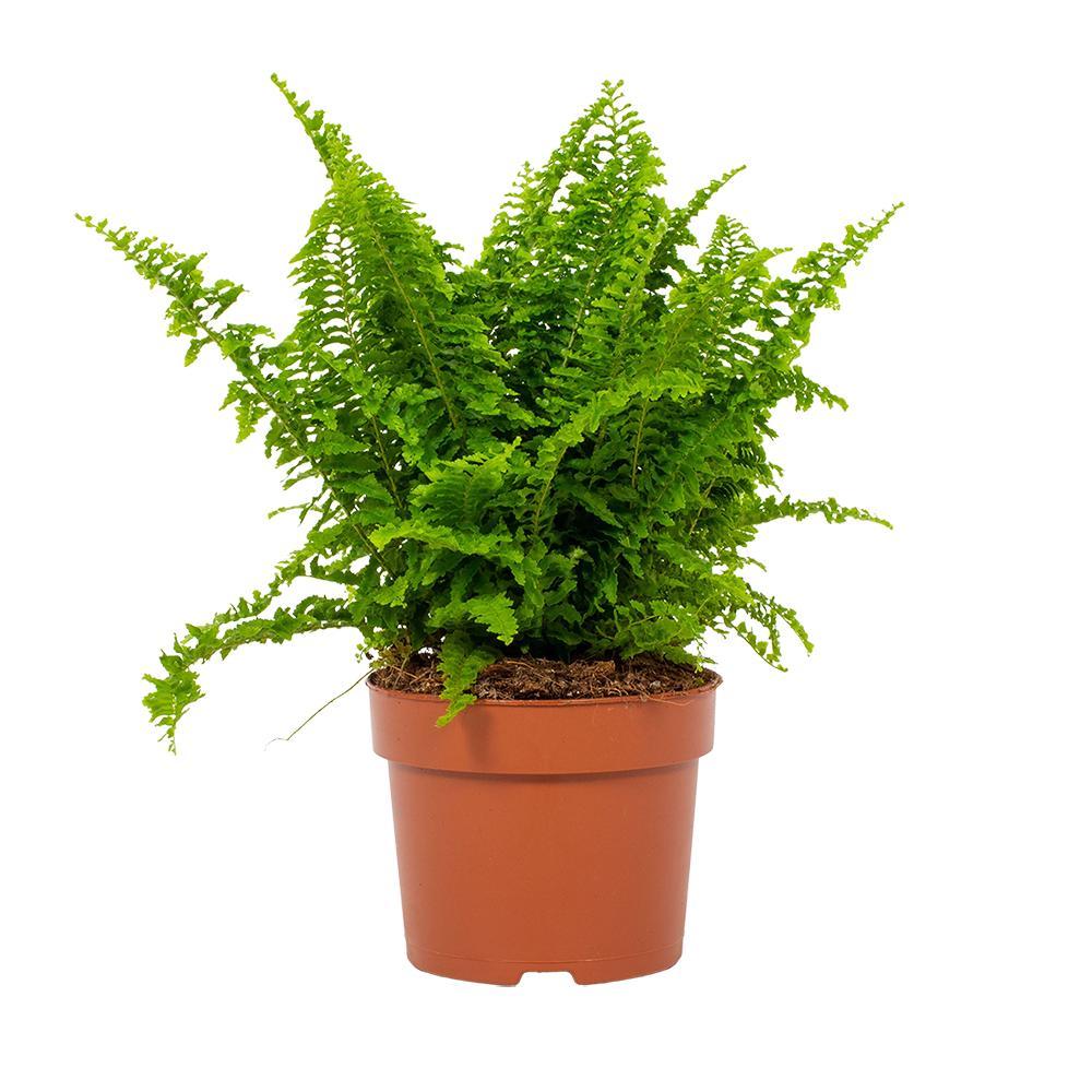 Bostonfarn Nephrolepis Vitale Ø12cm – Pflegeleicht & Luftreinigend